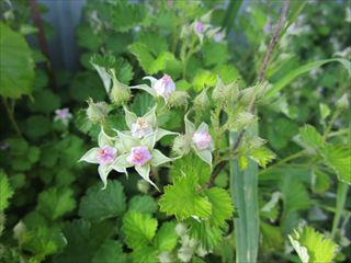 ナワシロイチゴ